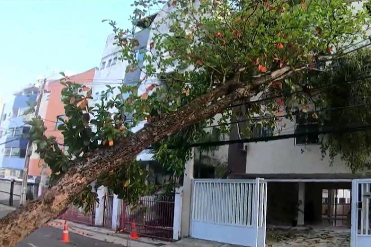 Árvore cai sobre fiação e interdita trânsito no bairro do Rio Vermelho, em Salvador