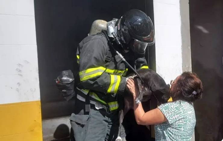 Três cachorros são resgatados de oficina durante combate a incêndio em Brumado