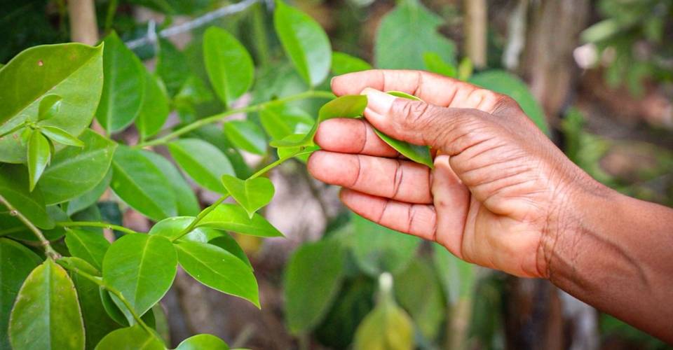 Projeto Fitoterápicos fortalece produção sustentável de plantas medicinais em quatro estados, incluindo Bahia