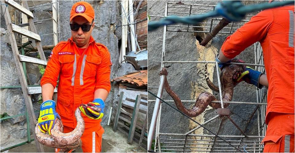 Cobra é resgatada em quintal de casa de Bom Jesus da Lapa; veja o que fazer nessa situação