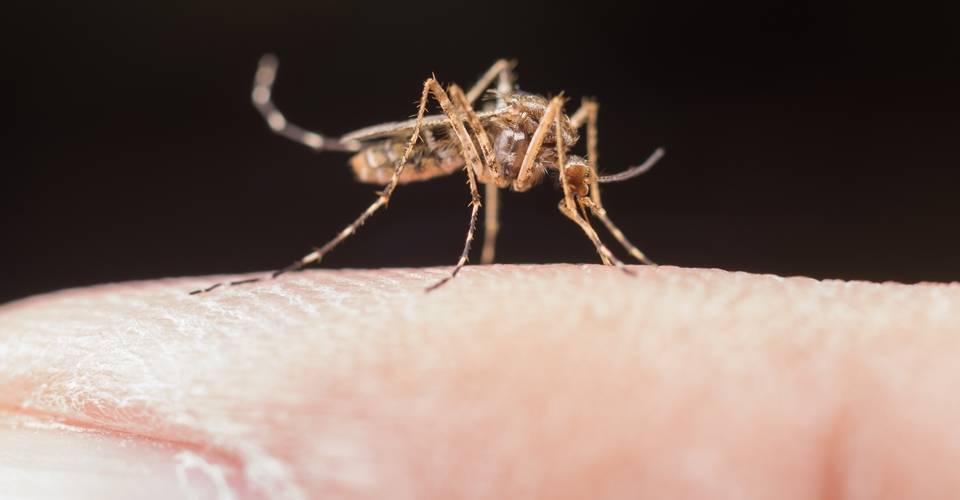 Caso único de internação por ereção de 18h está relacionado a quadro grave de dengue