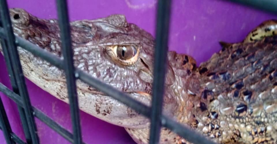 Jacaré é resgatado em piscina de casa no sul da Bahia