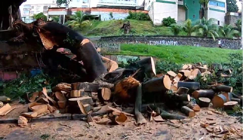 Árvore de grande porte cai e interdita trânsito na entrada da Estação da Lapa