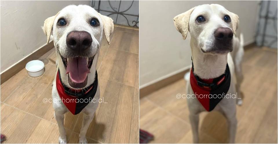 VÍDEO: Após ter sido adotado, cachorro que vivia no Barradão chora de saudades da torcida do Vitória