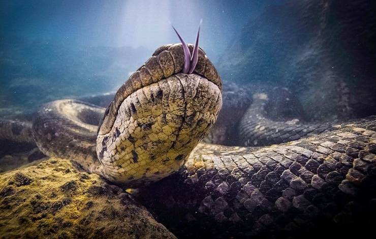 Estrela de documentário, sucuri brasileira de quase 7 metros é encontrada morta em Bonito