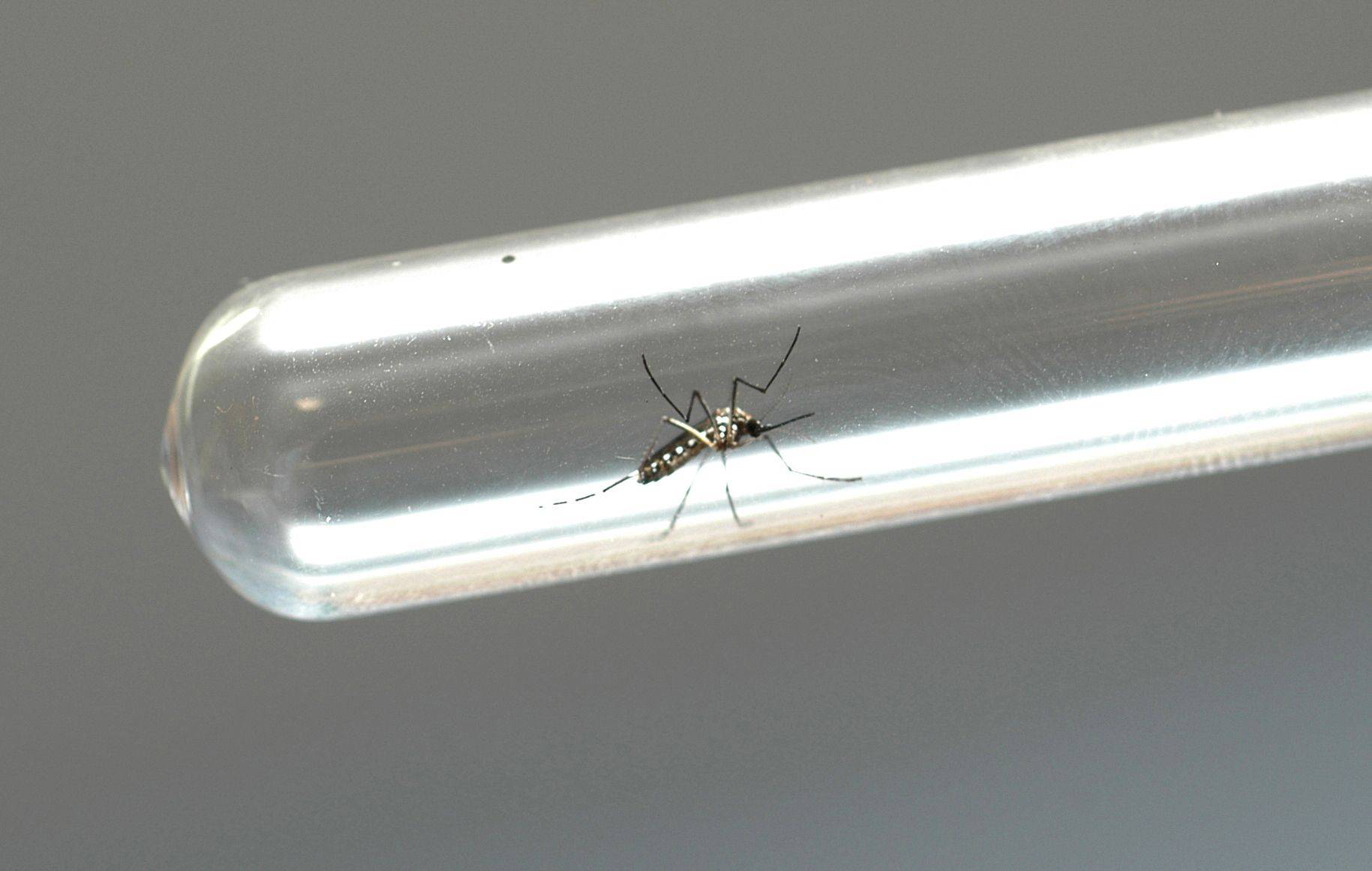 Mudanças climáticas favorecem disseminação da dengue, alerta secretária da Saúde da Bahia