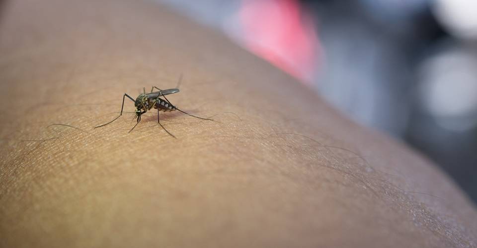 São Paulo decreta estado de emergência após 31 mortes por dengue