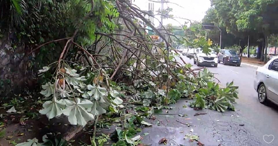 Árvore cai, derruba poste e deixa trecho interditado na Avenida Centenário