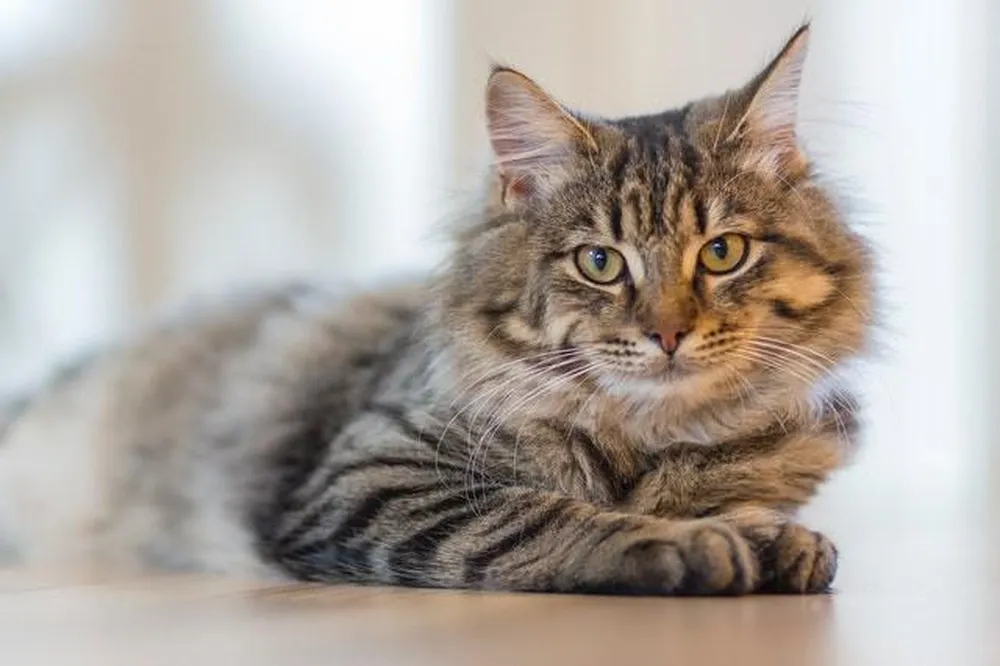 Salvador vai receber 133 gatos do Norte e Nordeste para concurso de beleza felina