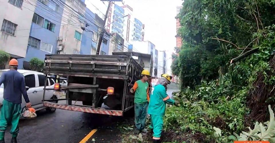 Salvador tem novas quedas de árvores por conta da chuva nesta terça-feira (9)