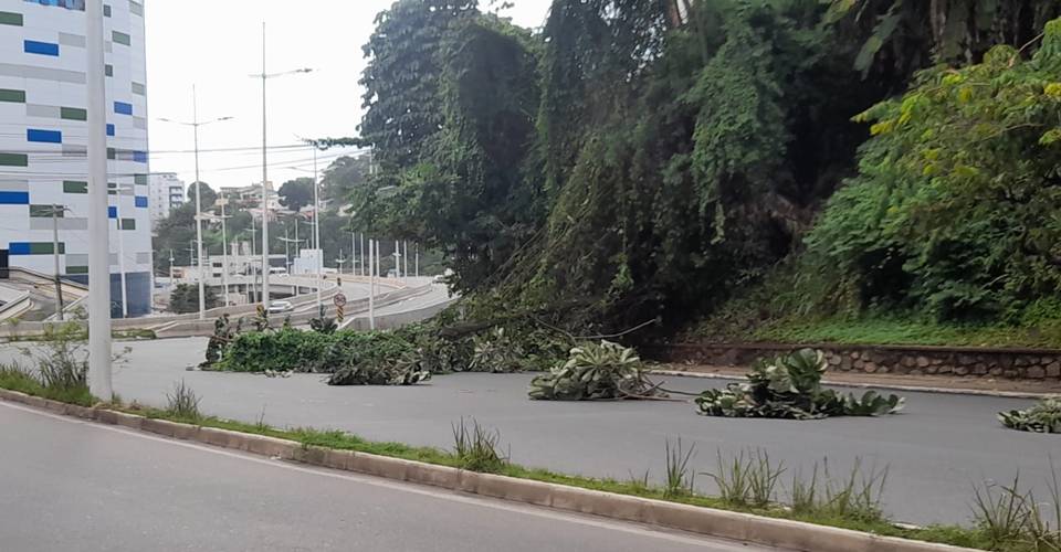 Árvore cai na manhã deste domingo (14) na Avenida Garibaldi, em Salvador