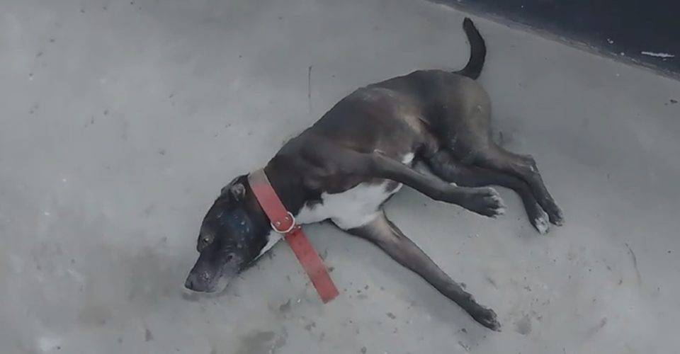 Cachorro é arremessado de 15 metros de altura na Baixa de Quintas, em Salvador