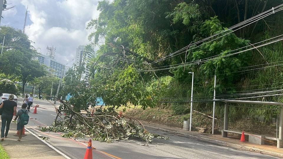 Árvore cai, interdita trânsito na Av. Garibaldi e desvios são feitos para garantir mobilidade