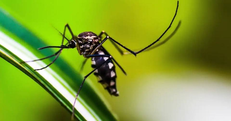 Sobe para 45 número de óbitos por dengue na Bahia em 2024; Brasil atinge 1,6 mil