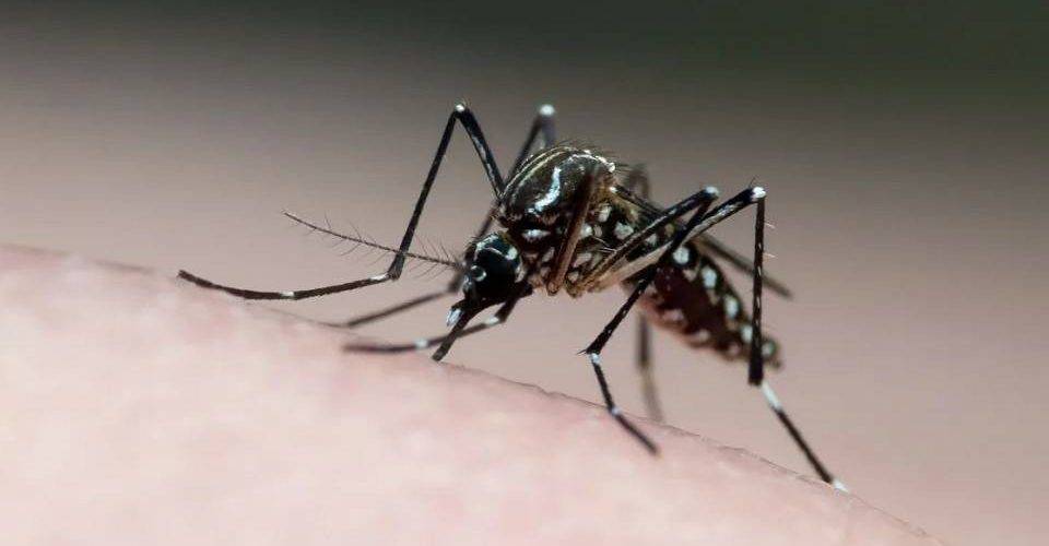 Dengue: Brasil aplicou 2 milhões de total de 4,7 milhões de doses