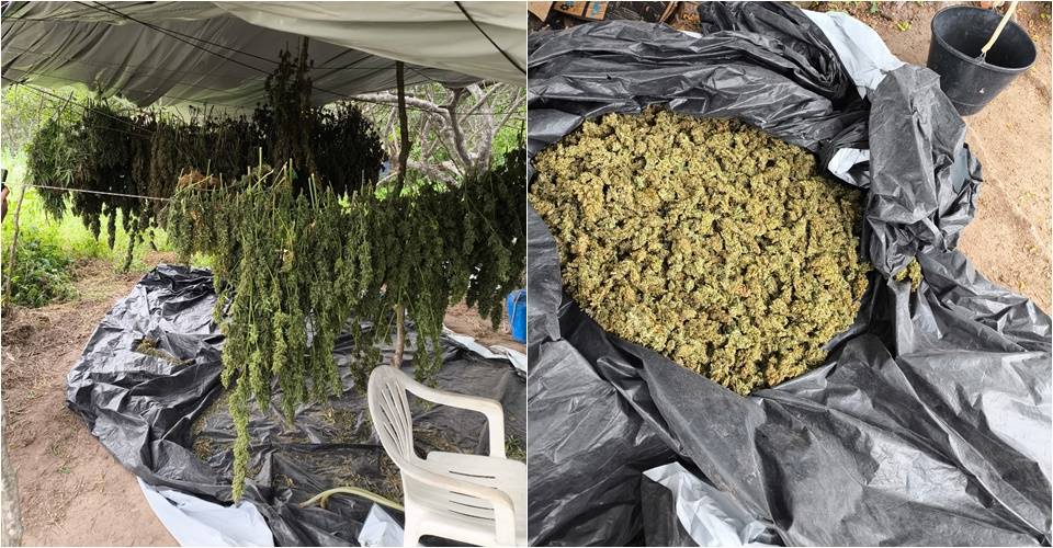 Mais de 10 mil pés de maconha são erradicados em Monte Santo