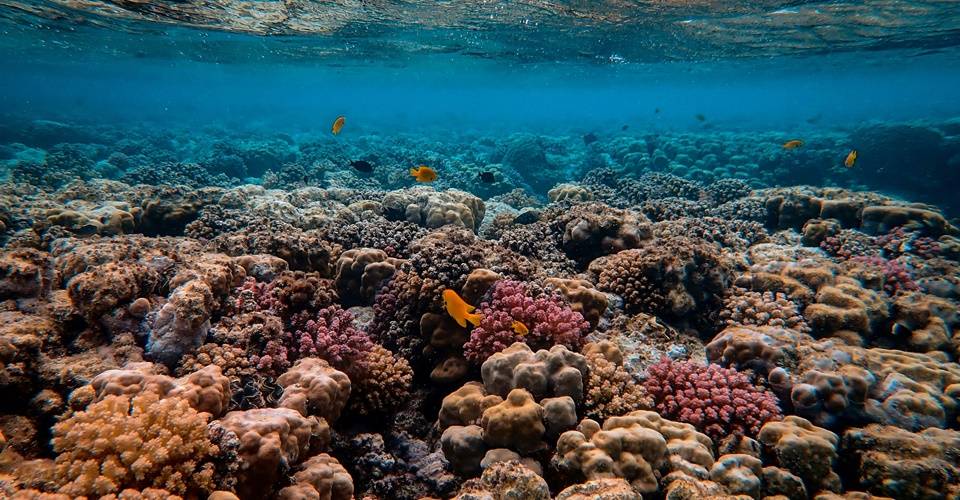 Projeto Mares realiza 2ª edição do Workshop 'Restauração de Recifes de Coral'