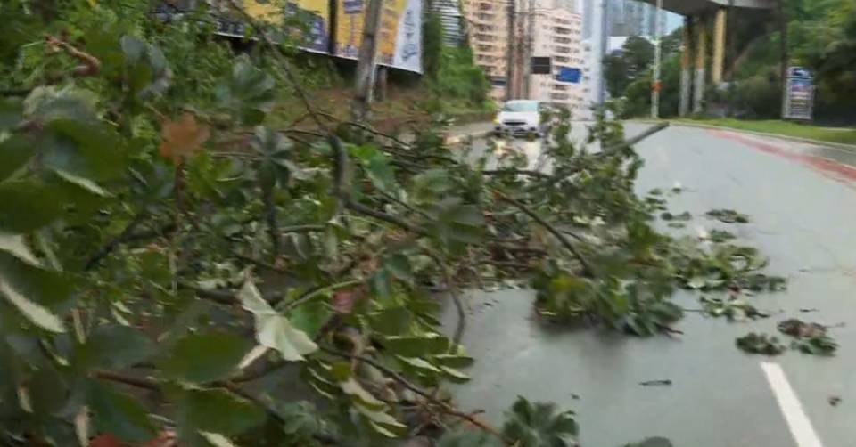 Com madrugada chuvosa, árvore cai sobre pista na Avenida Garibaldi, em Salvador