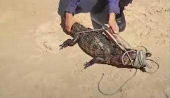 Jacaré é encontrado na Praia da Pituba, em Salvador