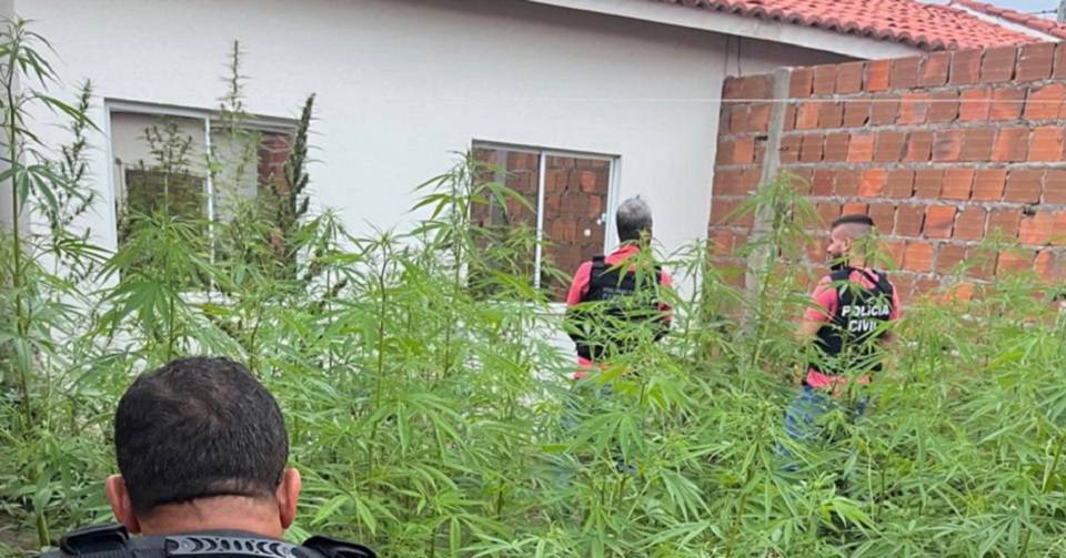 Plantação com 250 pés de maconha é erradicada pela polícia em Feira de Santana