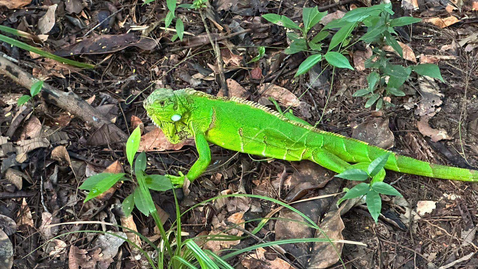 Quarenta Animais Silvestres Recuperados são Reintroduzidos na Natureza