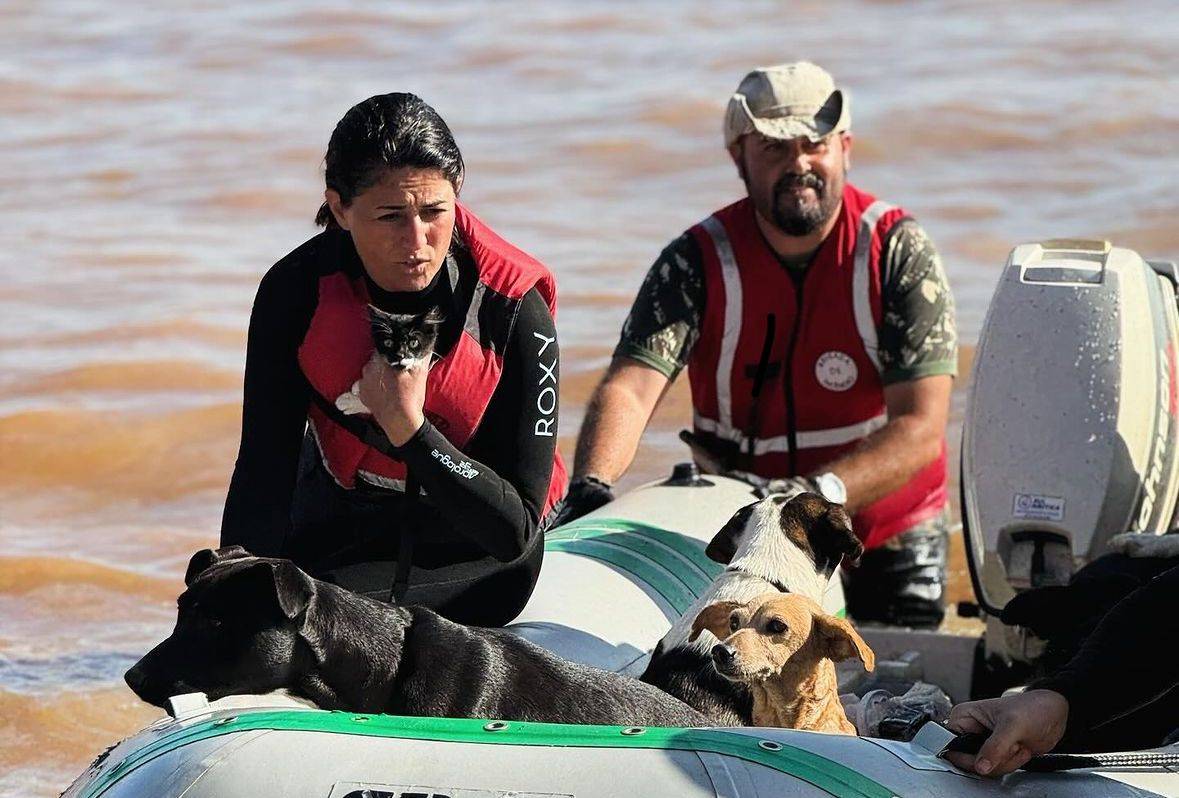 Cães resgatados nas cheias do Rio Grande do Sul são adotados em Brasília