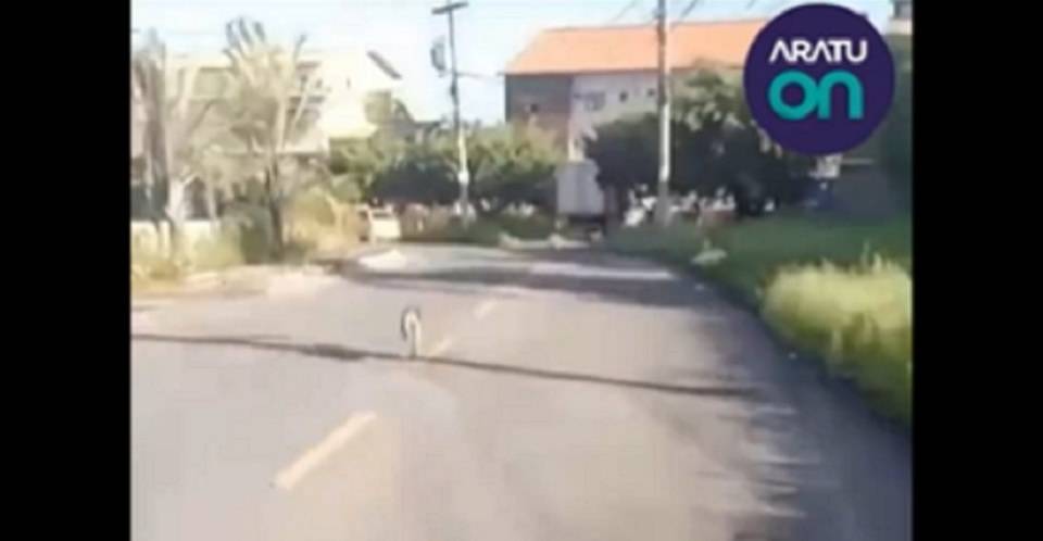 VÍDEO: abandonado na rua, cachorro tenta alcançar carro de suposto tutor em Lauro de Freitas