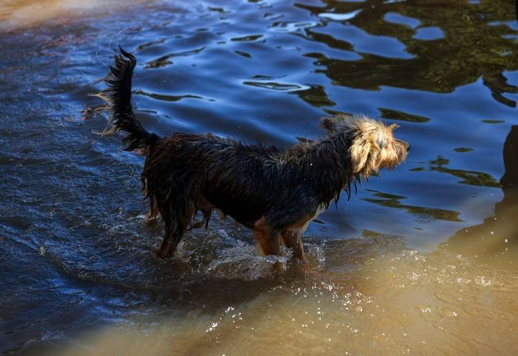 Polícia Federal resgatou pelo menos 200 animais ilhados pelas enchentes no Rio Grande do Sul