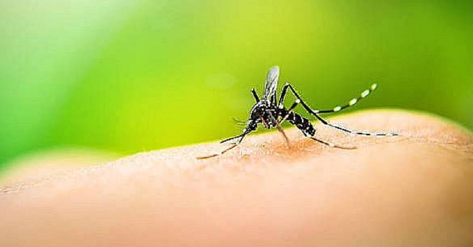 Sobe para 64 o número de mortes por dengue ocorridas em 2024 na Bahia