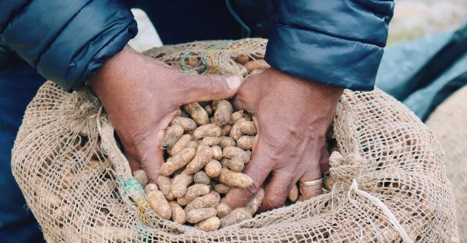 'Feira de São João', com produtos da época, se instala na Ceasa até o final de junho