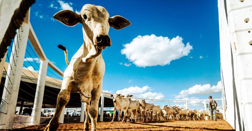 Feira agropecuária no Oeste da Bahia espera 60 mil visitantes no fim do mês