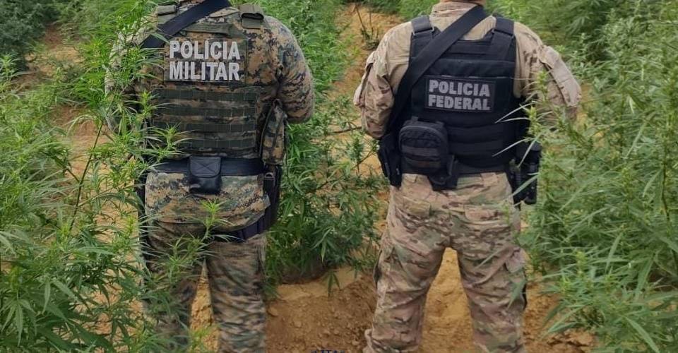 Cinco mil pés de maconha são destruídos na cidade de Casa Nova