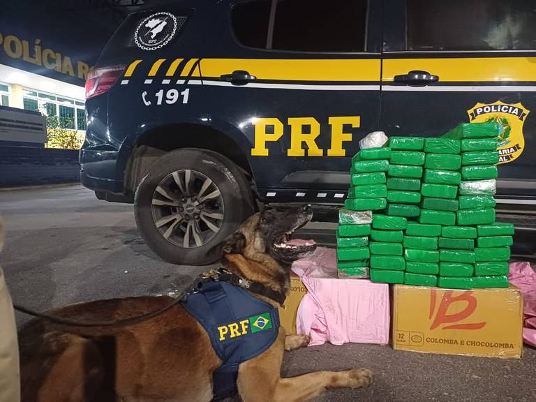 Operação policial apreende 50 kg de maconha em Vitória da Conquista