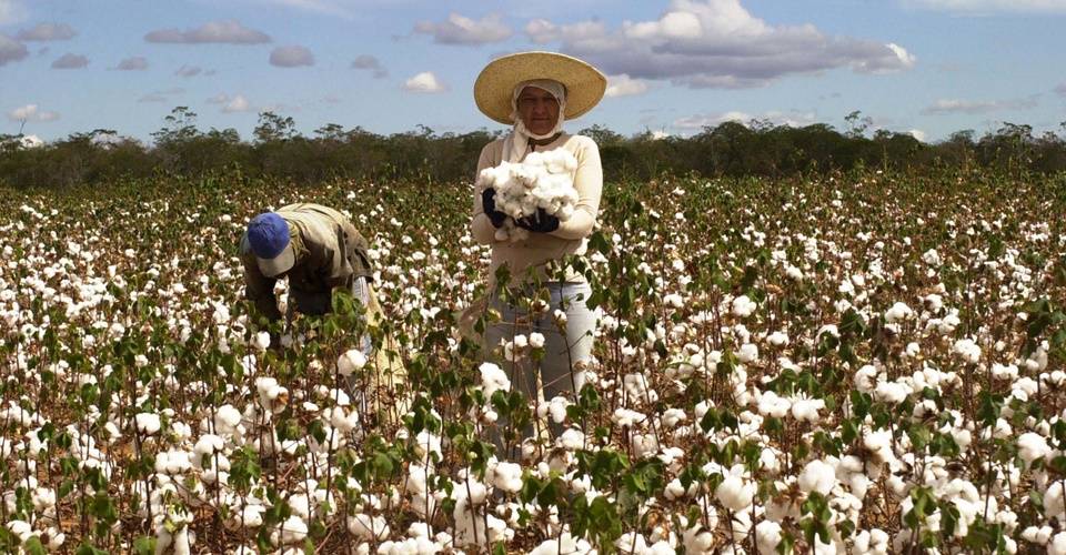 IBGE e Conab estimam produção menor de grãos na Bahia em 2024