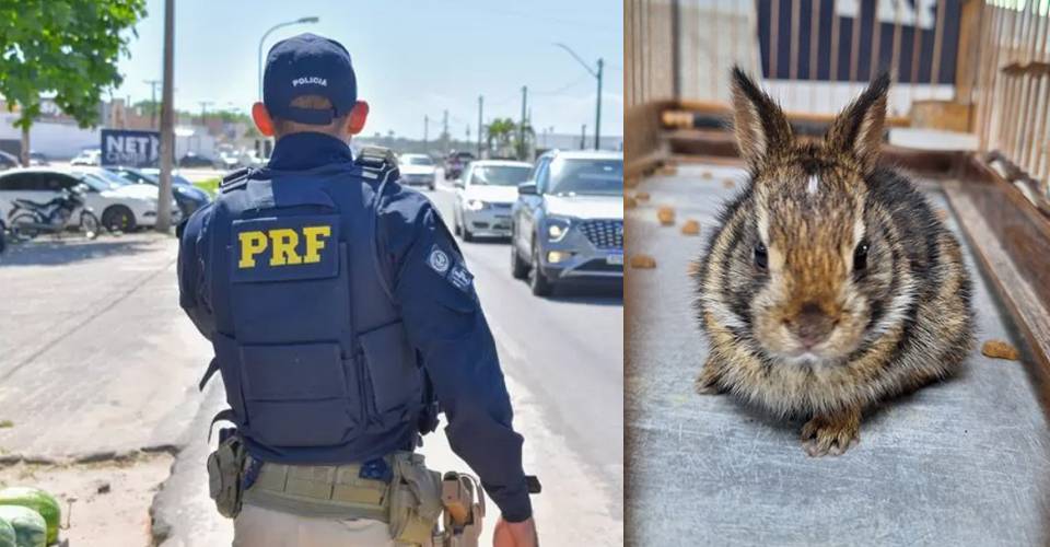 Coelho e aves silvestres são encontrados em condições de maus-tratos em Vitória da Conquista