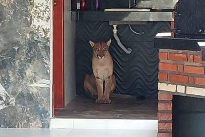 Inema resgata onça-parda encontrada em banheiro de sítio na cidade de Anagé, na Bahia