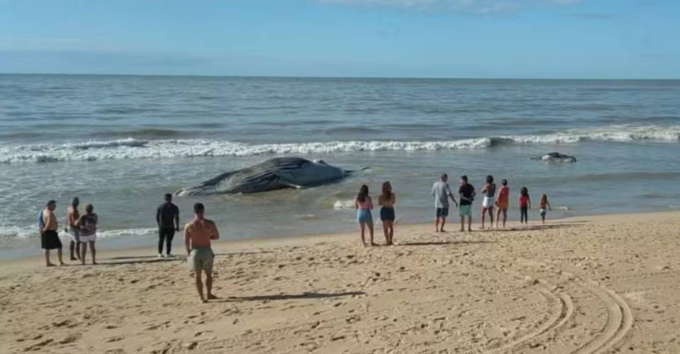 Baleia-Jubarte é encontrada morta na praia de Mucuri, no sul da Bahia