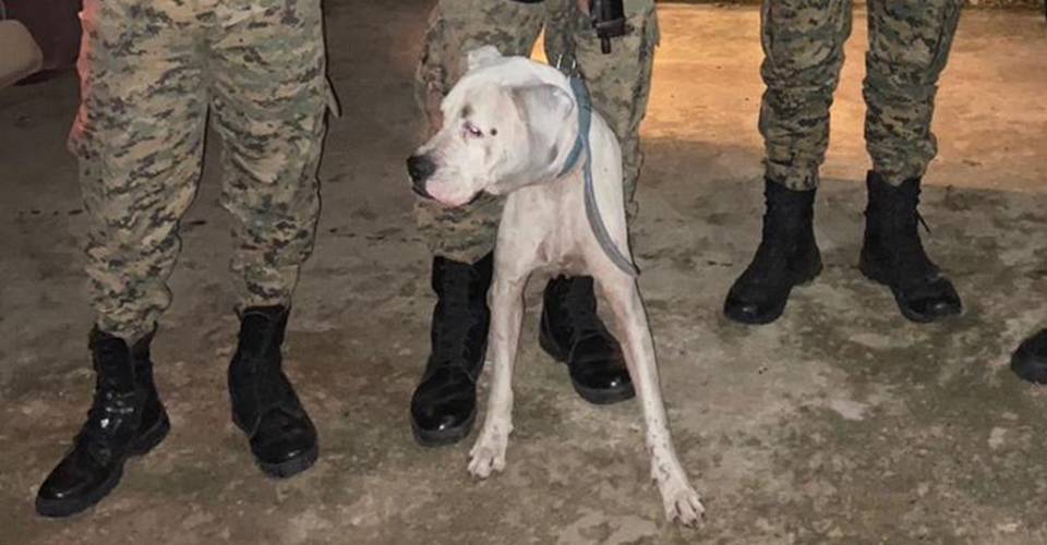 Polícia Militar resgata cachorro que sofria maus tratos no Lobato