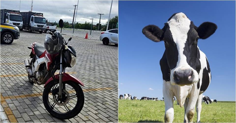 Homem é preso com moto roubada e afirma que trocou veículo por uma vaca