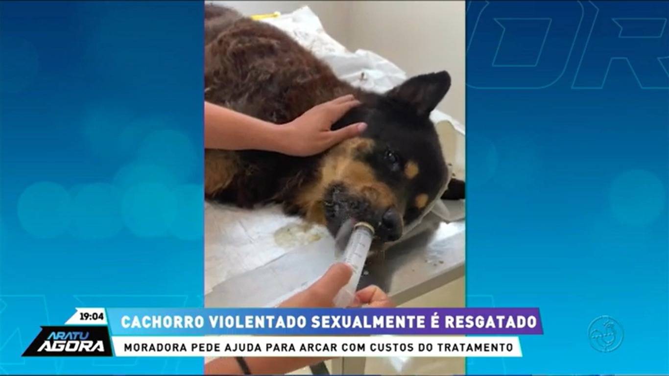 Cachorro violentado sexualmente é encontrado com preservativo e resgatado