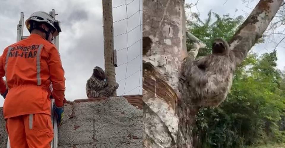 Bicho-preguiça é resgatado por bombeiros em área urbana de Porto Seguro