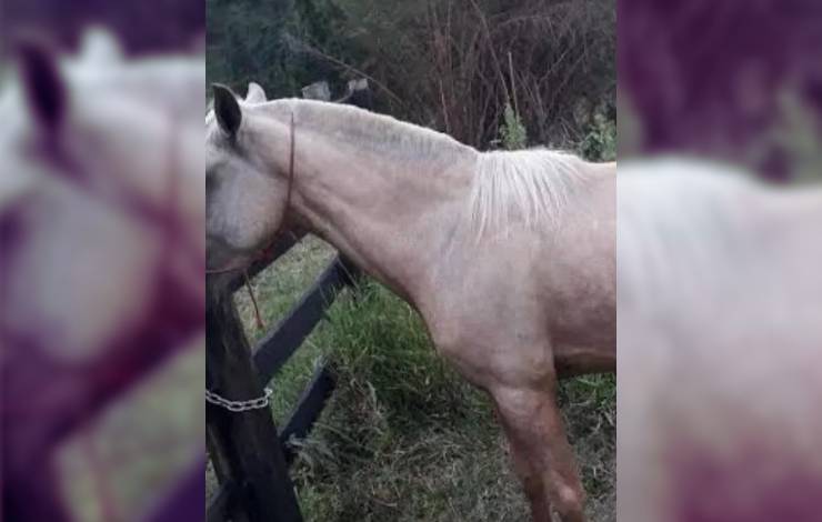 Morte de homem levanta hipótese de zoofilia em cidade na Região Metropolitana de Salvador