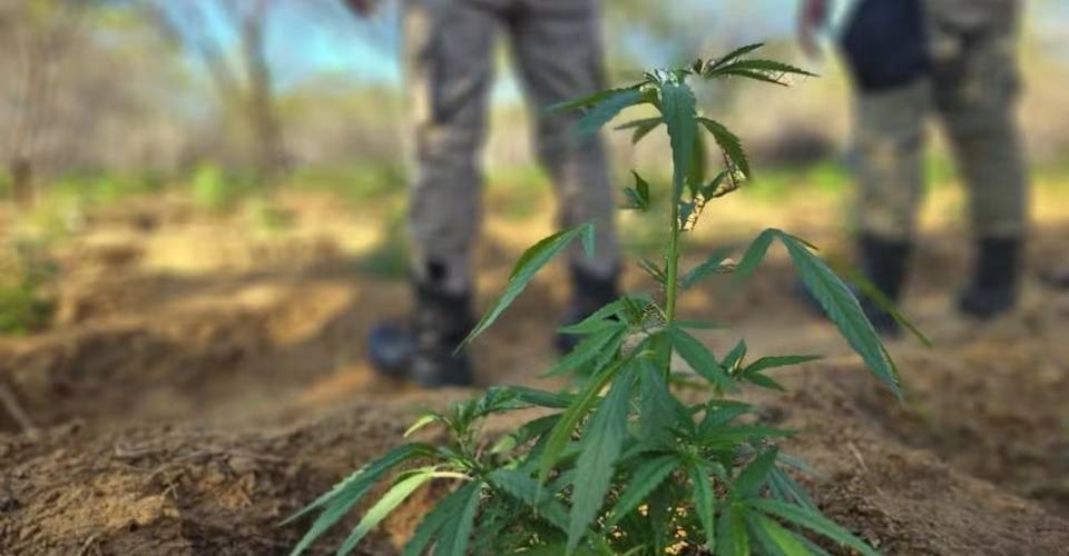 Polícia queima mais de 11 mil pés de maconha no interior da Bahia