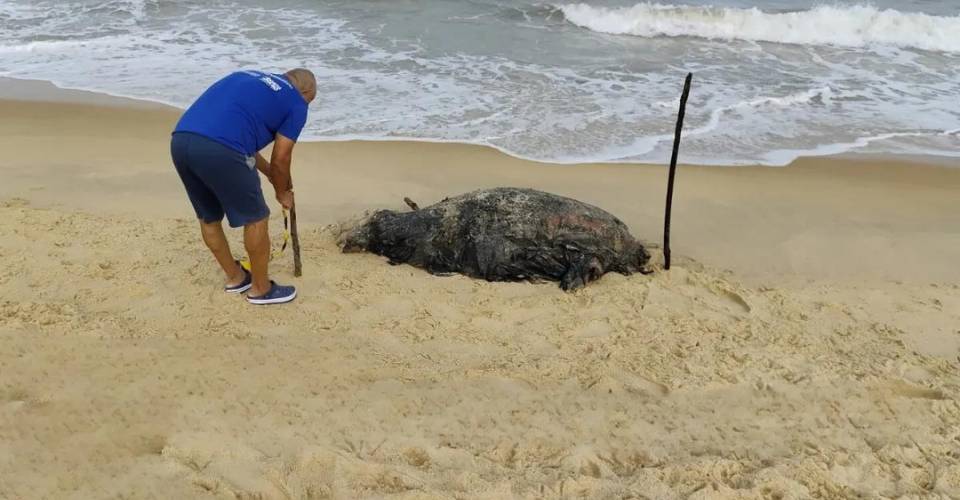 Corpo de filhote de baleia é encontrado em estado de decomposição em Porto Seguro