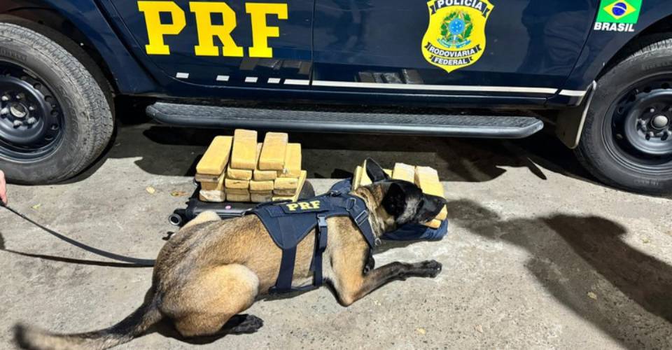 Com ajuda de cão farejador, polícia apreende mais de 19kg de maconha em Feira de Santana