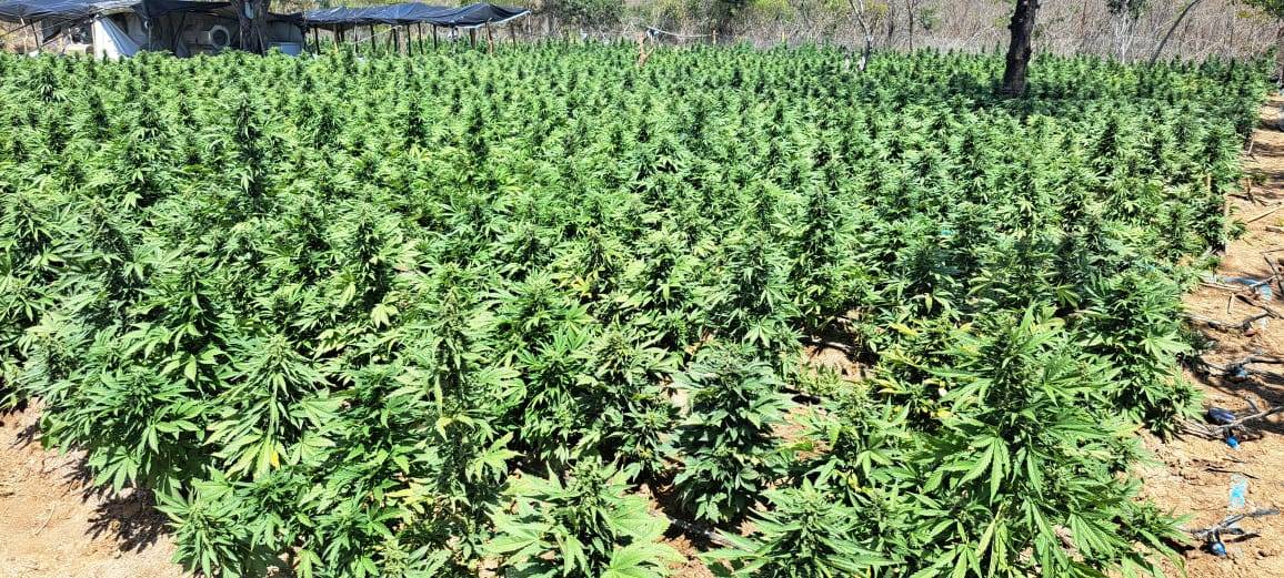 Laboratório de produção intensiva de maconha é desarticulado na Bahia