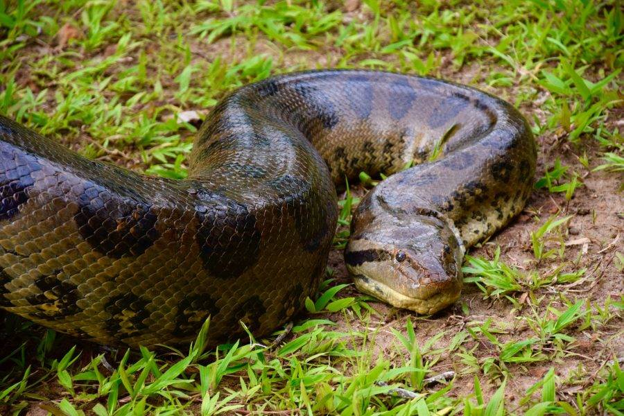 Anaconda de cinco metros é encontrada em hotel no Litoral Norte da Bahia