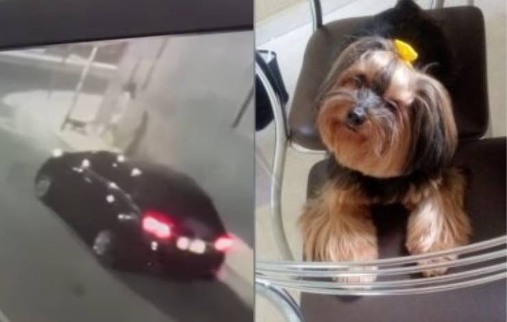 Bandidos armados roubam cachorro na Graça, em Salvador; vídeo