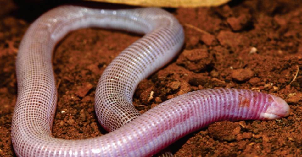 Nova espécie de cobra-de-duas-cabeças é descoberta na Bahia