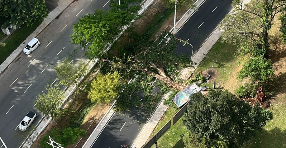 Árvore de grande porte cai no Vale do Canela e afeta trânsito na região